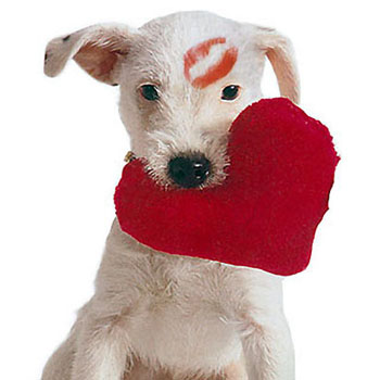 valentine-dog
